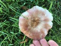 Russula nitida image