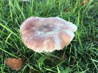 Russula nitida image