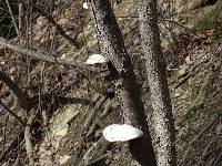 Piptoporus betulinus image