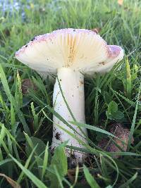 Russula nitida image