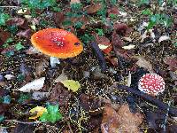 Amanita muscaria image