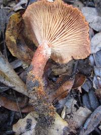 Lactarius rufulus image