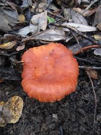 Lactarius rufulus image