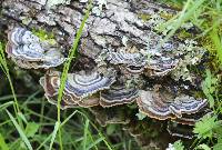 Trametes versicolor image