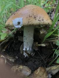 Amanita velosa image