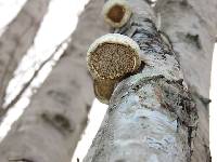 Fomitopsis betulina image