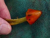 Hygrocybe conica image