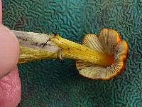 Hygrocybe conica image