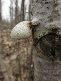 Fomitopsis betulina image