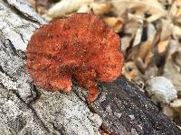 Pycnoporus coccineus image