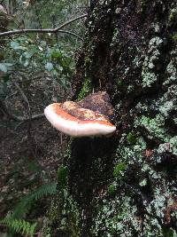 Fomitopsis pinicola image