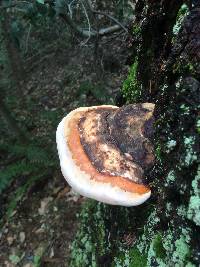 Fomitopsis pinicola image