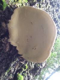Fomitopsis pinicola image