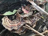 Trametes versicolor image