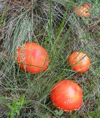 Amanita muscaria image