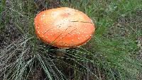 Amanita muscaria image