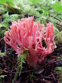 Ramaria araiospora image