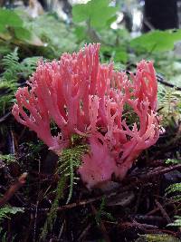 Ramaria araiospora image