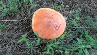 Amanita muscaria image