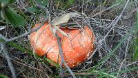 Amanita muscaria image