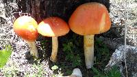 Amanita caesarea image