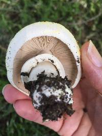 Agaricus xanthodermus image