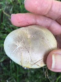 Agaricus xanthodermus image