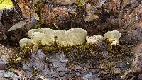 Trametes versicolor image