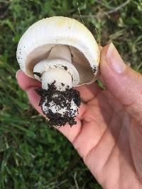 Agaricus xanthodermus image
