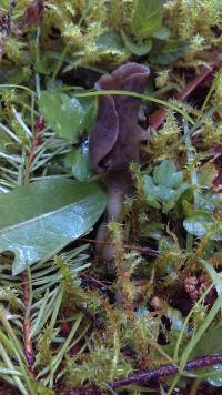 Helvella compressa image