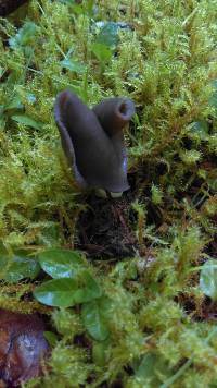 Helvella compressa image