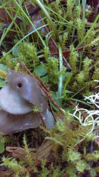 Helvella compressa image