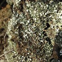 Cladonia apodocarpa image