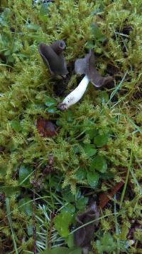 Helvella compressa image