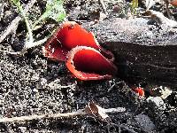 Sarcoscypha coccinea image