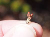 Cladonia didyma image