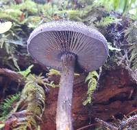 Cortinarius violaceus image