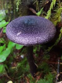 Cortinarius violaceus image