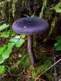 Cortinarius violaceus image