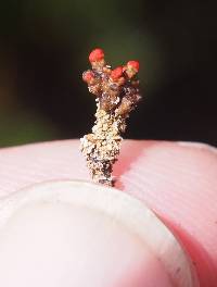Cladonia didyma image