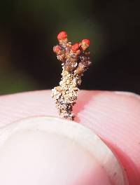 Cladonia didyma image