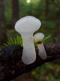 Pseudohydnum gelatinosum image