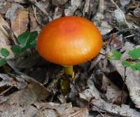 Amanita flavoconia image