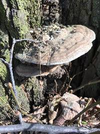 Ganoderma applanatum image