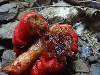 Leratiomyces erythrocephalus image
