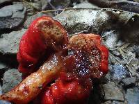 Leratiomyces erythrocephalus image