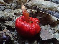 Leratiomyces erythrocephalus image