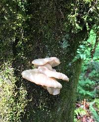 Pleurotus ostreatus image