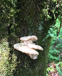 Pleurotus ostreatus image