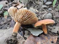 Lactarius volemus image